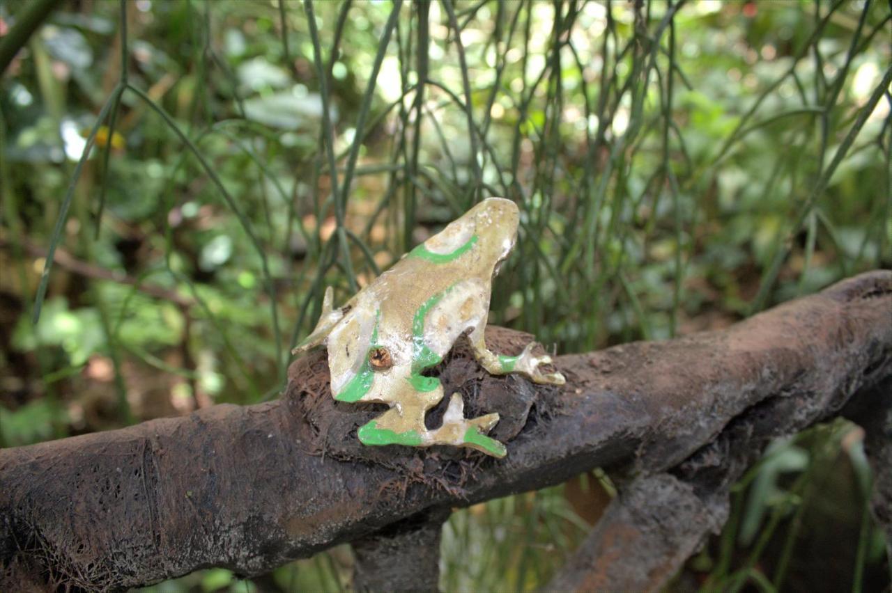 Salamandra Costa Rica Jimenez المظهر الخارجي الصورة